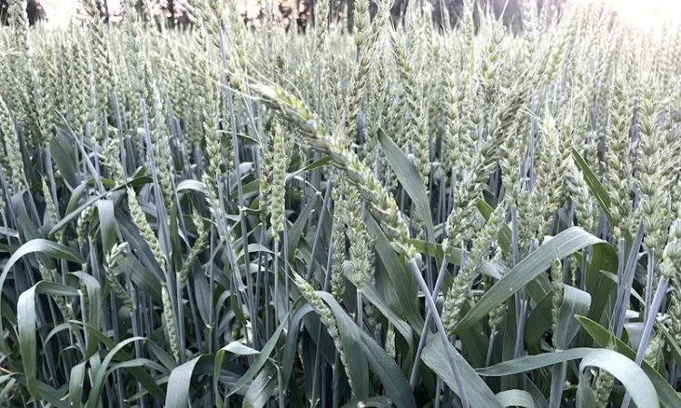 Продаж насіння пшениці МІП Олександра - фото № 1