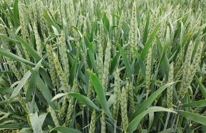 Пропонується насіння ярої пшениці Лікамеро 2 реп - фото № 1