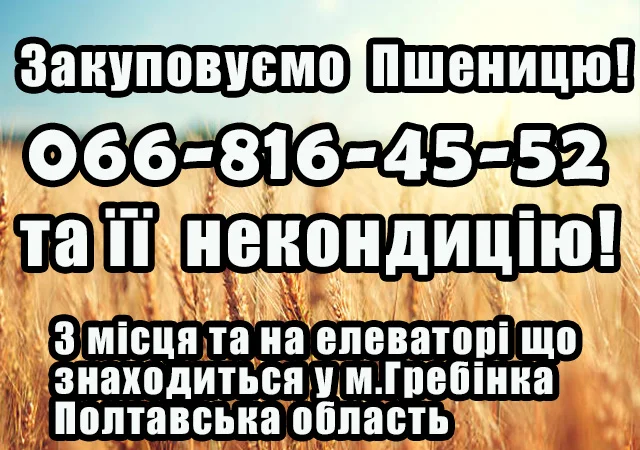 Закупаем пшеницу! Надежное партнерство - фото № 1