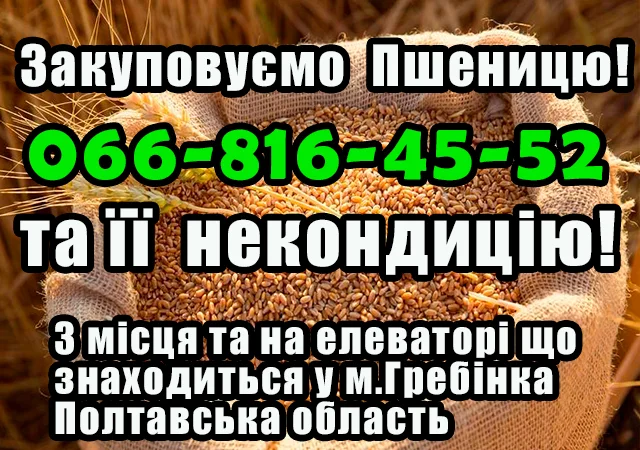 Закуповуємо пшеницю 2,3,4 класу - фото № 1