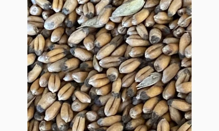 Закупка некондиционной пшеницы с сажкой - фото № 1