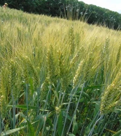 Продаж озимої пшениці ЗДОБНА - фото № 1