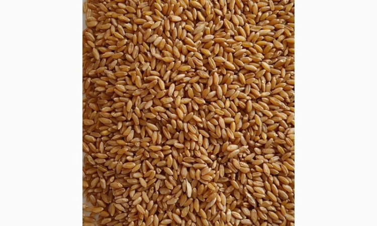 Продажа пшеницы тверду (дурум) 35т - фото № 1