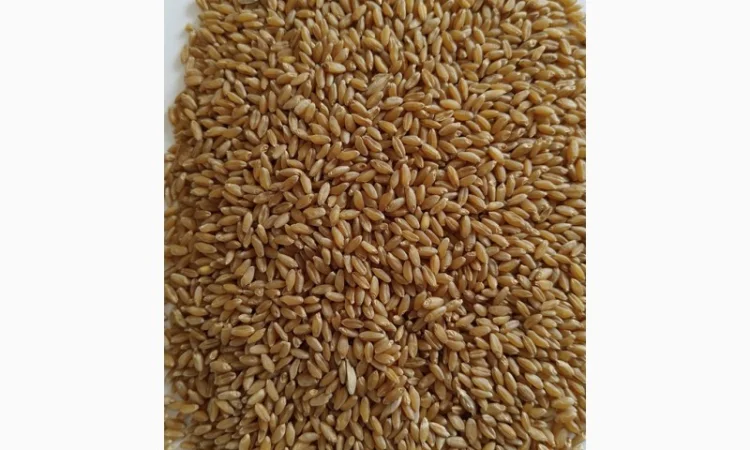 Продажа пшеницы тверду (дурум) 35т - фото № 2