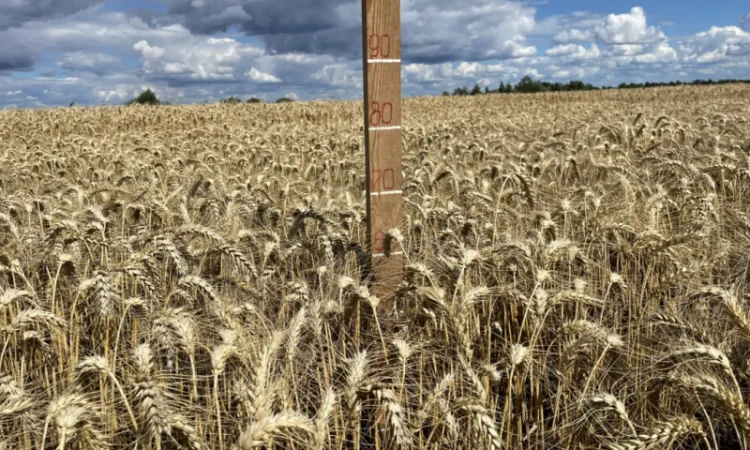 Пшеница мягкая озимая сорт "Слава Унави" - фото № 1