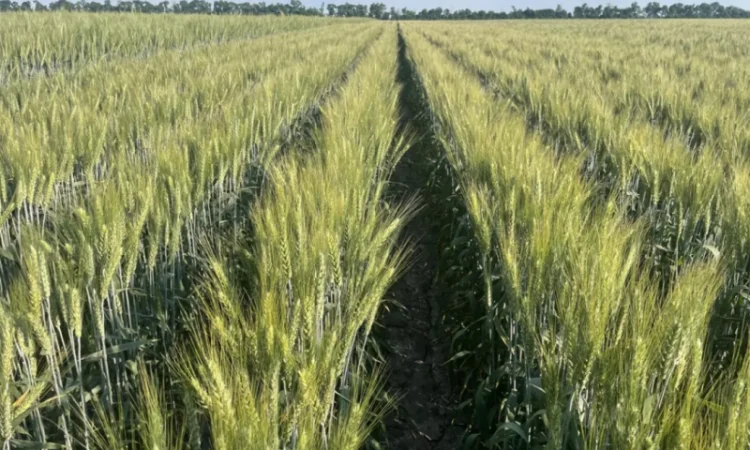 Пшеница мягкая озимая сорт "Слава Унави" - фото № 2