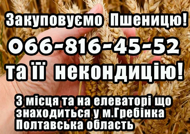 Закупівля пшениці 2,3,4 класів - фото № 1