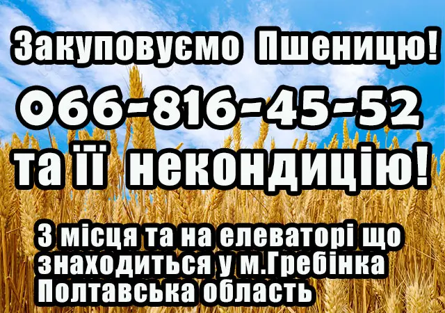 Закупаем пшеницу 2, 3, 4 класса - фото № 1