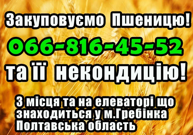 Закупівля пшениці 2,3,4 класів у Полтаві - фото № 1