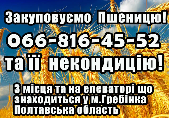 Закупаем пшеницу 2, 3, 4 класса - фото № 1