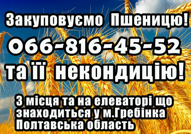 Закупаем пшеницу 2, 3, 4 класса - фото № 1