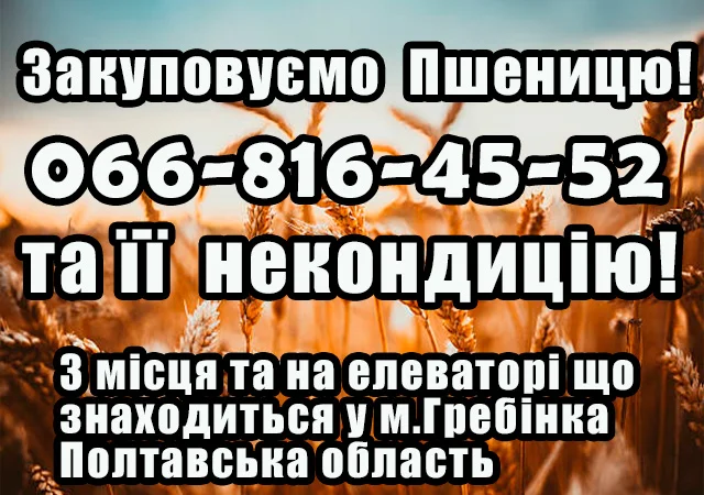 Закуповуємо пшеницю 2-4 класу та некондицію - фото № 1
