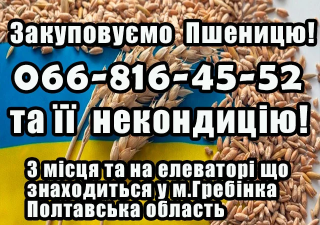 Закупівля пшениці 2,3,4 класу - фото № 1