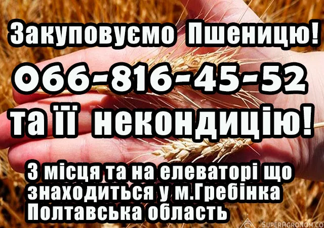 Закуповуємо пшеницю 2,3,4 класу - фото № 1