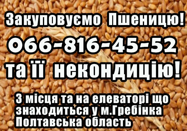 Купуємо пшеницю 2, 3, 4 класу - фото № 1