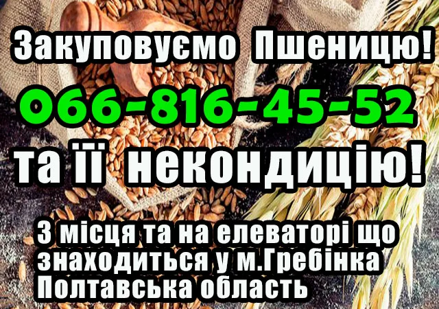 Елеватор купує пшеницю 2, 3, 4 класу - фото № 1