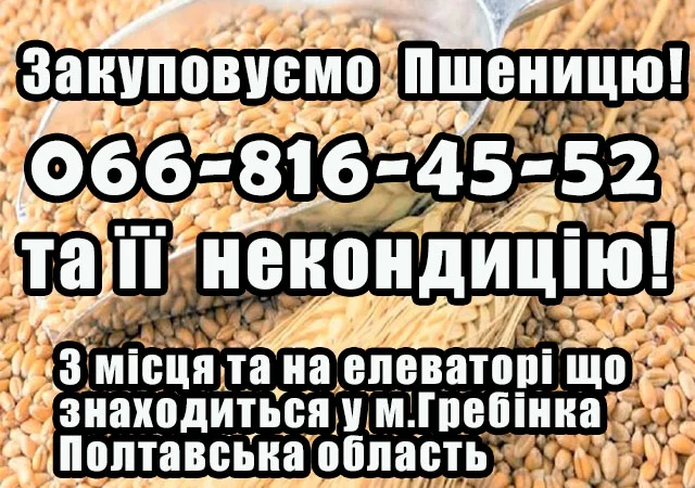 Покупка пшеницы 2 классов - фото № 1