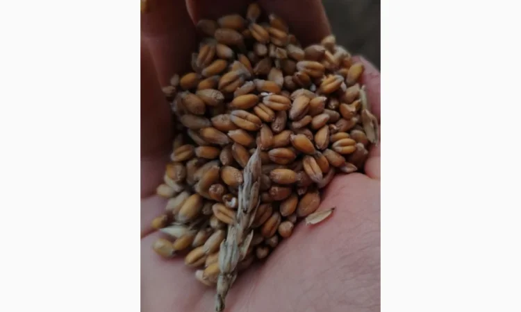 Продажа пшеницы сухой 2025 года - фото № 1