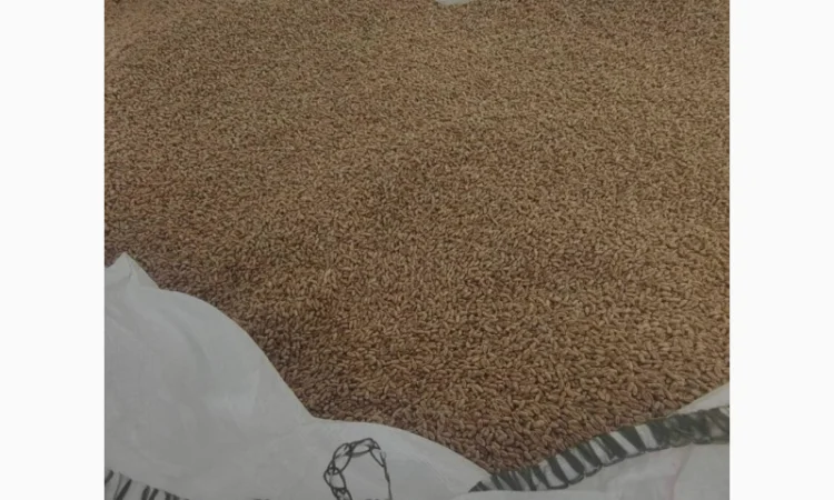 Продаж насіння ярої пшениці Кітрі - фото № 1