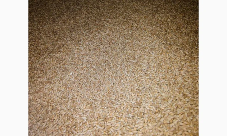 Продаж насіння ярої пшениці Кітрі - фото № 2