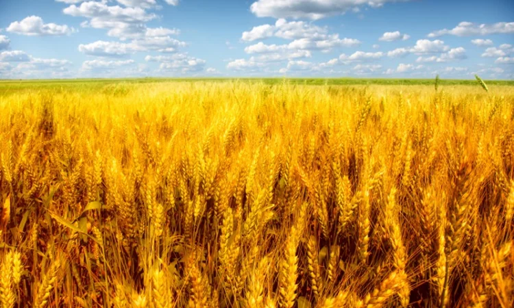 Пшениця на експорт від 1000 тонн - фото № 1