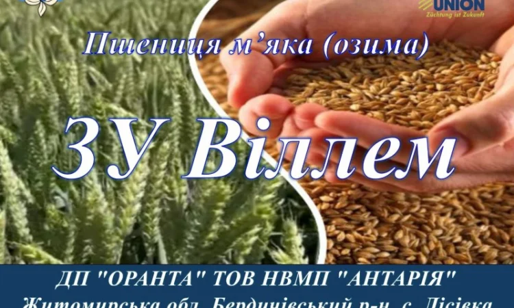 Продаж насіння озимої пшениці ЗУ Віллем - фото № 1