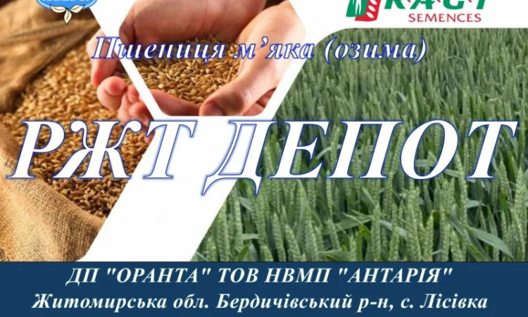 Продаж насіння озимої пшениці РЖТ ДЕПОТ - фото № 1