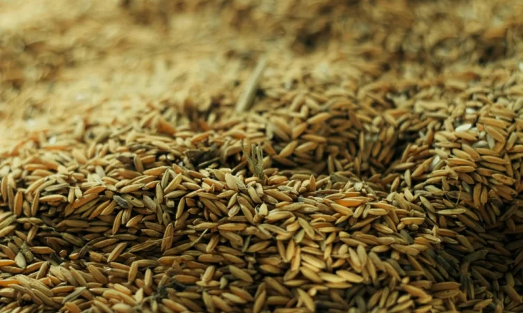 Купуємо пшеницю та кукурудзу - фото № 1