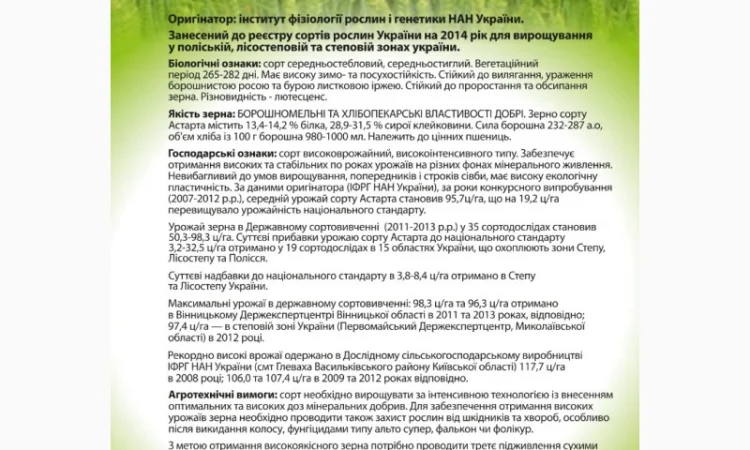 Насіння озимої пшениці Астарта (еліта) від виробника - фото № 1