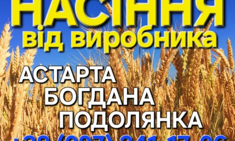 Продажа насіння озимої пшениці Астарта, Богдана, Подолянка - фото № 1
