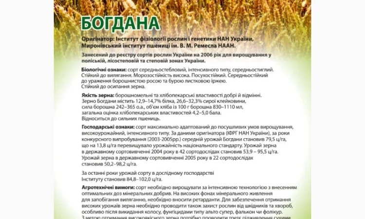Насіння озимої пшениці Богдана (еліта) від виробника - фото № 1