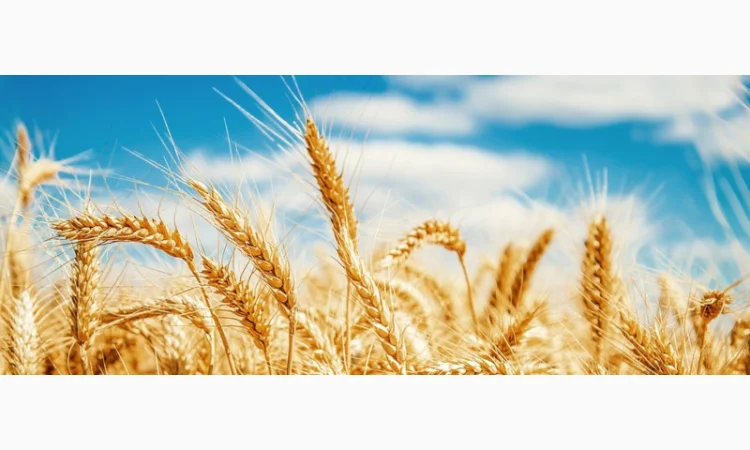 Пшениця високої якості на умовах F.O.B. - фото № 1