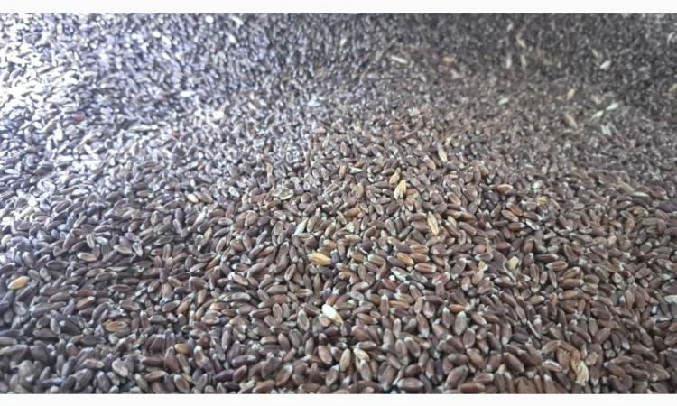 Пшеница сорта Чорноброва, 200 тонн в продаже - фото № 1