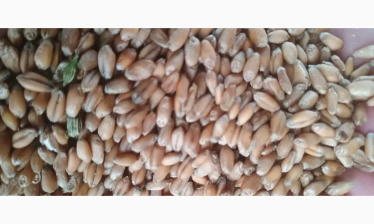 Продажа пшеницы и жита в мешках - фото № 1