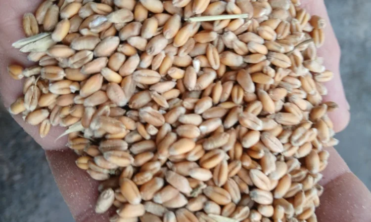 Продаж пшениці фуражної від 3 тонн - фото № 1