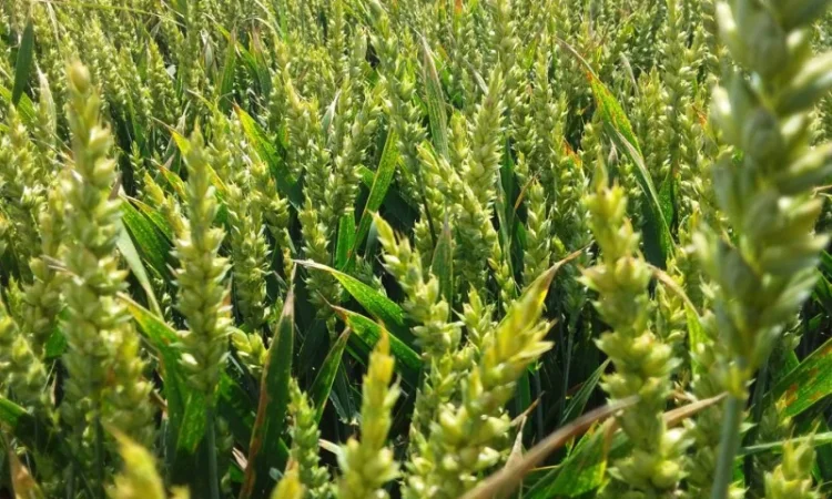 Продажа семян ультраранней озимой пшеницы - фото № 1