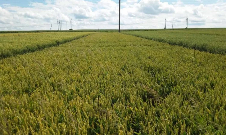 Продажа семян ультраранней озимой пшеницы - фото № 2