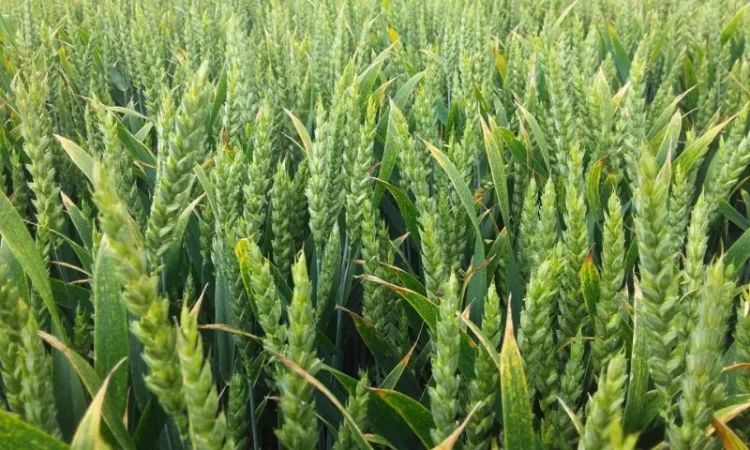 Продажа семян ультраранней озимой пшеницы - фото № 3