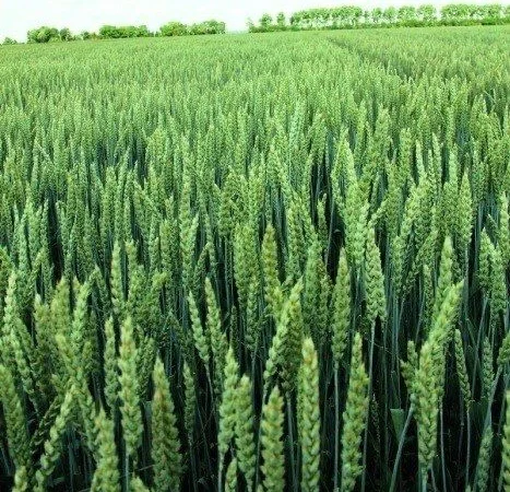 Продаж насіння Пшениці Ярої - фото № 1