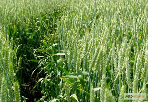 Семена озимой пшеницы сорт Фаворитка - фото № 1