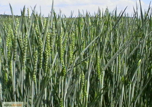 Насіння озимої пшениці сорту Мулан - фото № 1