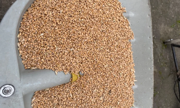 Продаж пшениці 4 класу - фото № 1