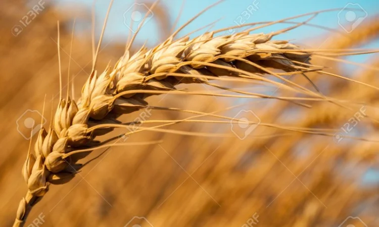 Насіння канадської пшениці на продаж - фото № 2