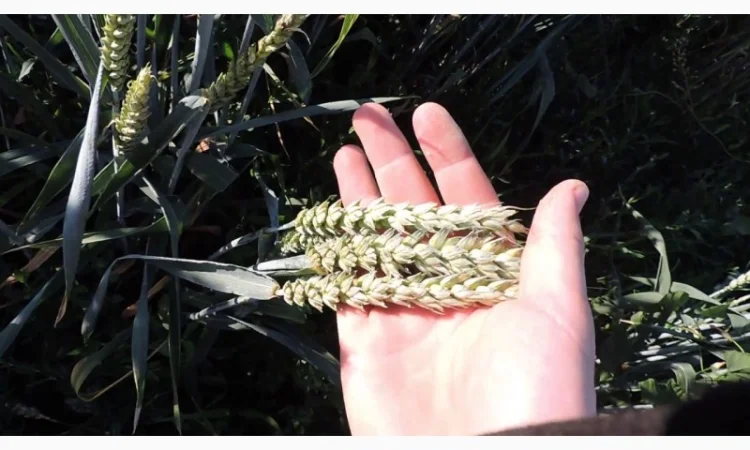 Насіння канадської пшениці на продаж - фото № 3