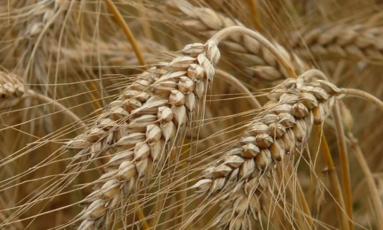 Насіння канадської пшениці на продаж - фото № 5