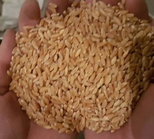 Насіння канадської пшениці на продаж - фото № 6