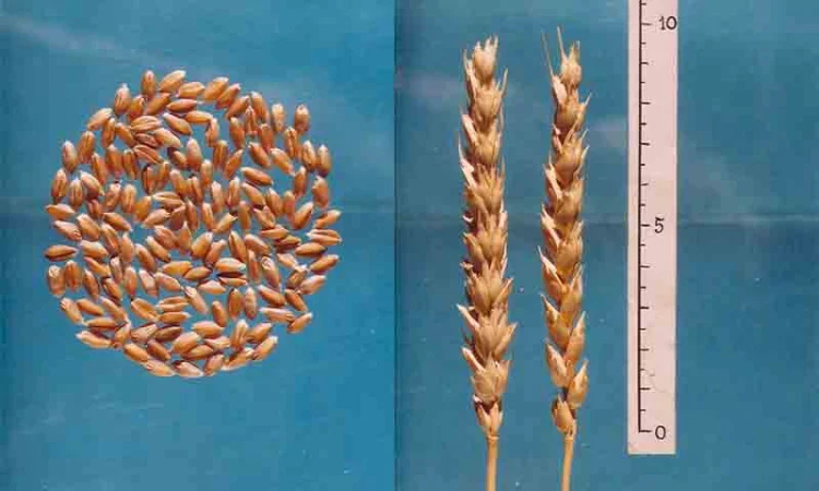 Продаж насіння Канадської пшениці Калидон - фото № 3