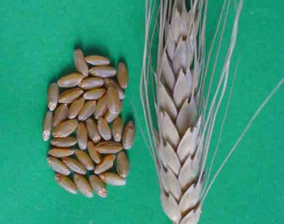 Продаж насіння Канадської пшениці Калидон - фото № 4