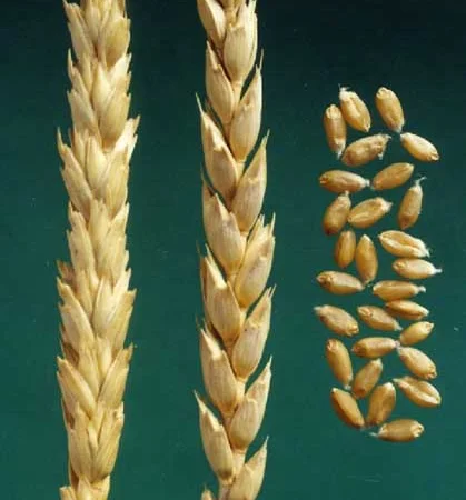 Продаж насіння Канадської пшениці Калидон - фото № 5