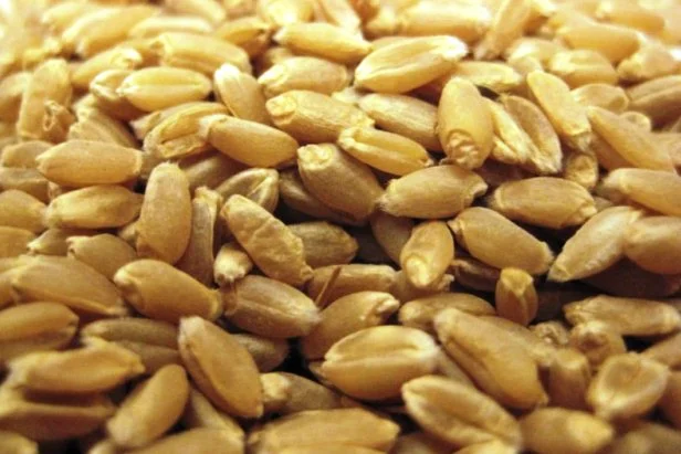 Продаж озимої високоврожайної пшениці сорту Манітоба - фото № 1